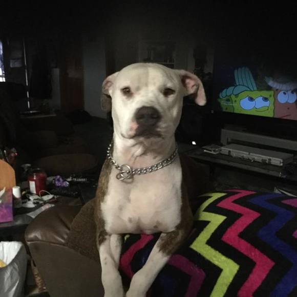 Meet your Posher, Greg - Picture 1 of 1